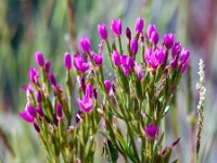 Centaurium littorale 11, Strandduizendguldenkruid, Saxifraga-Bart Vastenhouw