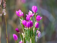 Centaurium littorale 12, Strandduizendguldenkruid, Saxifraga-Bart Vastenhouw