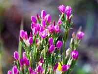 Centaurium littorale 13, Strandduizendguldenkruid, Saxifraga-Bart Vastenhouw