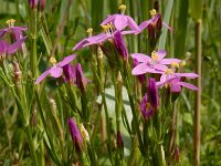 Centaurium littorale 18, Strandduizendguldenkruid, Saxifraga-Ed Stikvoort