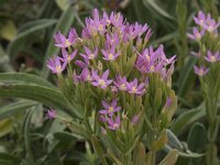Centaurium littorale 2, Strandduizendguldenkruid, Saxifraga-Willem van Kruijsbergen