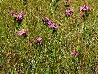 Centaurium littorale 20, Strandduizendguldenkruid, Saxifraga-Ed Stikvoort