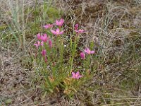 Centaurium littorale 27, Strandduizendguldenkruid, Saxifraga-Jelle van Dijk