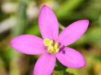 Centaurium littorale 7, Strandduizendguldenkruid, Saxifraga-Sonja Bouwman