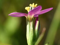 Centaurium littorale 8, Strandduizendguldenkruid, Saxifraga-Sonja Bouwman