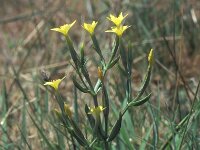 Centaurium maritimum 4, Saxifraga-Inigo Sanchez
