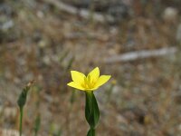 Centaurium maritimum 5, Saxifraga-Jeroen Willemsen