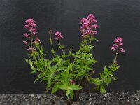 Centranthus ruber 39, Rode spoorbloem, Saxifraga-Ed Stikvoort : Limerick