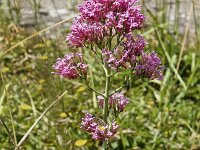 Flowers of Oregano (Origanum vulgare)  Flowers of Oregano (Origanum vulgare) : flowers, flower, Oregano, Origanum vulgare, wild marjoram, purple, plant, botany, wildflower, flowering, in flower, in bloom, summer, summertime, nature, natural, beautiful, beauty in nature, outside, outdoor, no people, nobody, escape, gone wild, flora, floral, outdoors, herb, kitchen herb, edible, vascular plant, growth