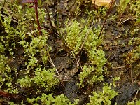 Centunculus minimus 13, Dwergbloem, Saxifraga-Ed Stikvoort
