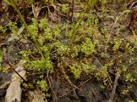Centunculus minimus 14, Dwergbloem, Saxifraga-Ed Stikvoort