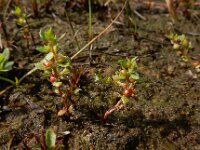 Centunculus minimus 15, Dwergbloem, Saxifraga-Ed Stikvoort