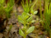 Centunculus minimus 16, Dwergbloem, Saxifraga-Ed Stikvoort