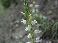 Cephalanthera epipactoides 4, Saxifraga-Dirk Hilbers