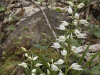 Cephalanthera longifolia 71, Wit bosvogeltje, Saxifraga-Willem van Kruijsbergen