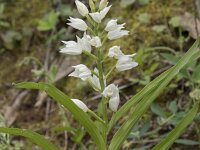 Cephalanthera longifolia 72, Wit bosvogeltje, Saxifraga-Willem van Kruijsbergen