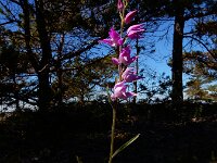 Cephalanthera rubra 43, Rood bosvogeltje, Saxifraga-Ed Stikvoort