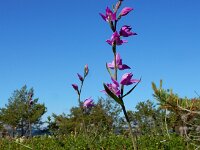 Cephalanthera rubra 44, Rood bosvogeltje, Saxifraga-Ed Stikvoort