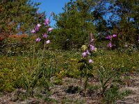 Cephalanthera rubra 45, Rood bosvogeltje, Saxifraga-Ed Stikvoort