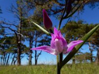Cephalanthera rubra 46, Rood bosvogeltje, Saxifraga-Ed Stikvoort