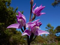 Cephalanthera rubra 47, Rood bosvogeltje, Saxifraga-Ed Stikvoort