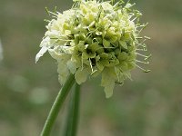 Cephalaria alpina 5, Saxifraga-Jan van der Straaten