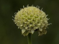 Cephalaria alpina 7, Saxifraga-Willem van Kruijsbergen