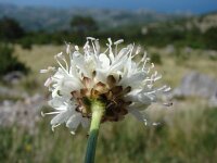 Cephalaria leucantha 5, Saxifraga-Jasenka Topic