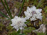 Cephalaria transsylvanica