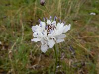 Cephalaria transsylvanica 10, Saxifraga-Ed Stikvoort : Cephalaria transsylvanica gg Hardinxveld-Giessendam s9900
