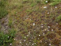 Cephalaria transsylvanica 11, Saxifraga-Ed Stikvoort : Cephalaria transsylvanica gg Hardinxveld-Giessendam s9900