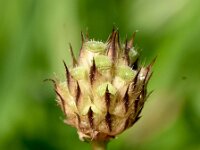 Cephalaria transsylvanica 14, Saxifraga-Sonja Bouwman  1078. Cephalaria transsylvanica - Caprifoliaceae familie (zw)
