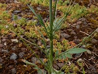 Cephalaria transsylvanica 3, Saxifraga-Ed Stikvoort : Cephalaria transsylvanica gg Hardinxveld-Giessendam s9900