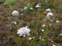 Cephalaria transsylvanica 5, Saxifraga-Ed Stikvoort : Cephalaria transsylvanica gg Hardinxveld-Giessendam s9900