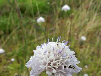 Cephalaria transsylvanica 7, Saxifraga-Ed Stikvoort : Cephalaria transsylvanica gg Hardinxveld-Giessendam s9900