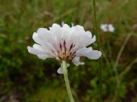 Cephalaria transsylvanica 8, Saxifraga-Ed Stikvoort : Cephalaria transsylvanica gg Hardinxveld-Giessendam s9900