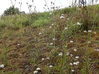 Cephalaria transsylvanica 9, Saxifraga-Ed Stikvoort : Cephalaria transsylvanica gg Hardinxveld-Giessendam s9900