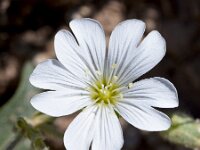 Cerastium carinthiacum