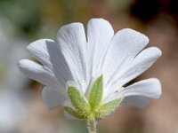 Cerastium carinthiacum 2, Saxifraga-Sonja Bouwman  Cerastium carinthiacum - Caryophyllaceae familie