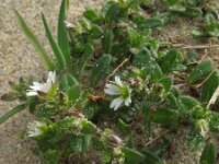 Cerastium diffusum 12, Scheve hoornbloem, Saxifraga-Rutger Barendse