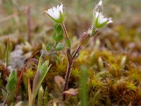 Cerastium diffusum 2, Scheve hoornbloem, Saxifraga-Peter Meininger