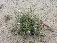 Cerastium diffusum 29, Scheve hoornbloem, Saxifraga-Ed Stikvoort