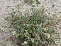 Cerastium diffusum 31, Scheve hoornbloem, Saxifraga-Ed Stikvoort