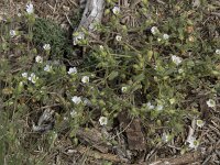 Cerastium diffusum 38, Scheve hoornbloem, Saxifraga-Willem van Kruijsbergen