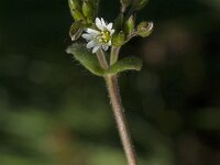 Cerastium fontanum 22, Gewone hoornbloem, Saxifraga-Jan van der Straaten