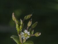 Cerastium fontanum 23, Gewone hoornbloem, Saxifraga-Jan van der Straaten