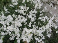 Cerastium grandiflorum 3, Saxifraga-Jasenka Topic