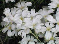 Cerastium grandiflorum 4, Saxifraga-Jasenka Topic