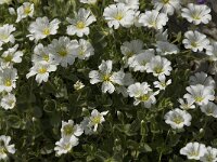 Cerastium latifolium 3, Saxifraga-Jan van der Straaten