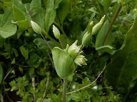 Cerastium perfoliatum